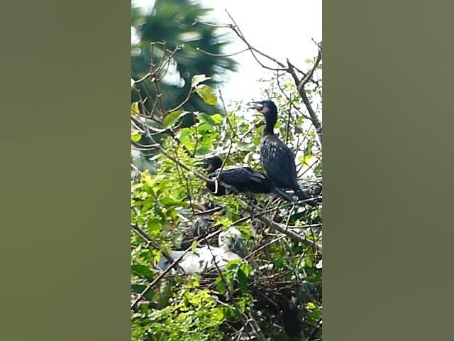 Video thumbnail for Bird Made Nest #BabiesBird #Feedigbirds #nature #shortvideo #viralvideo #birds #birdspecies
