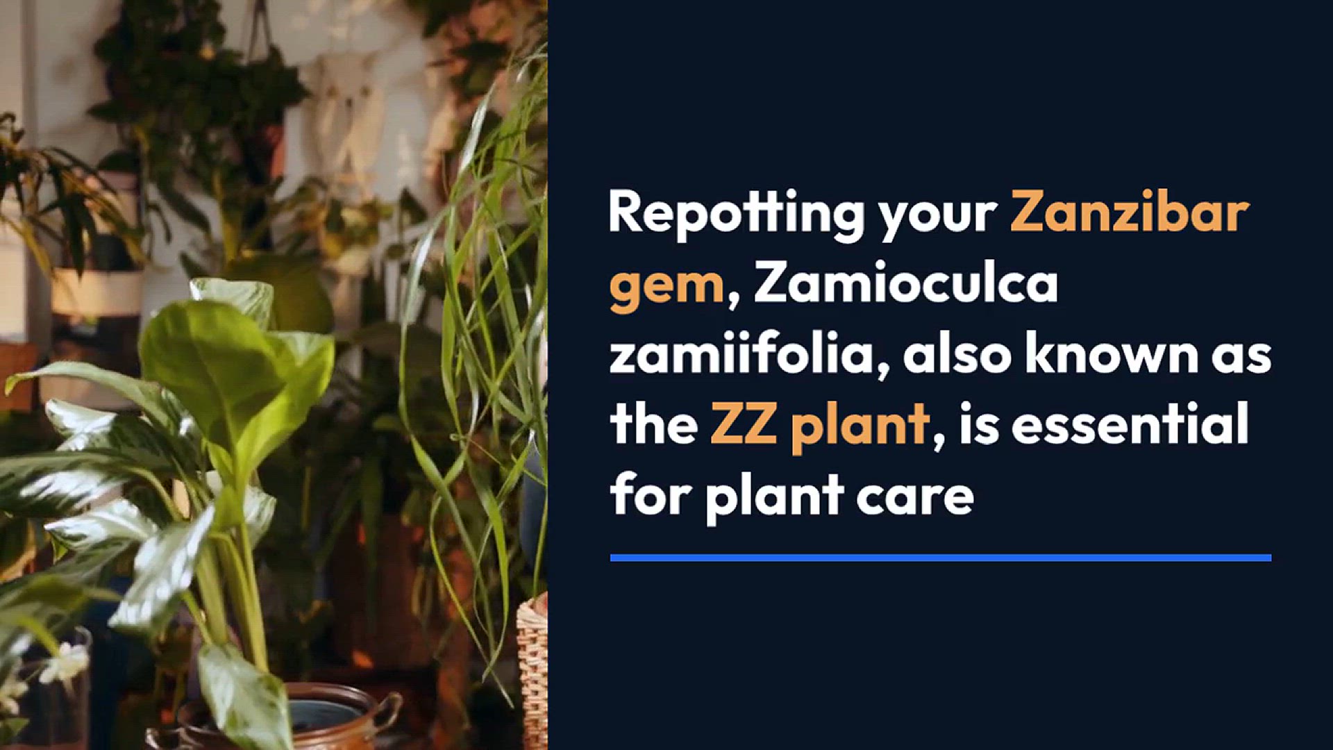 Video thumbnail for How to Fix Zanzibar Gem Root Rot