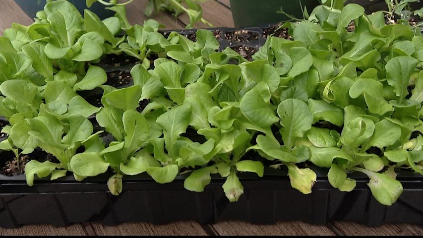 Video thumbnail for Is your lettuce dying? Here's why late summer could be the perfect time to try again