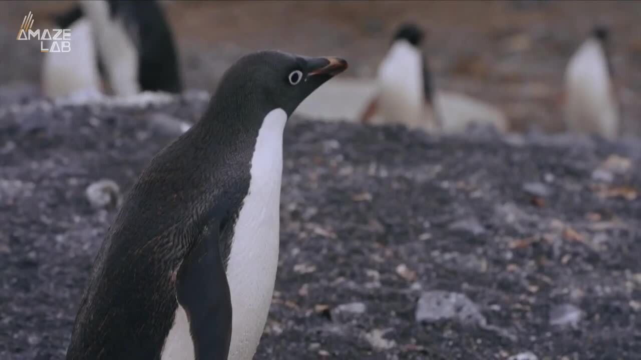 Video thumbnail for Penguins and Climate: Why They Matter