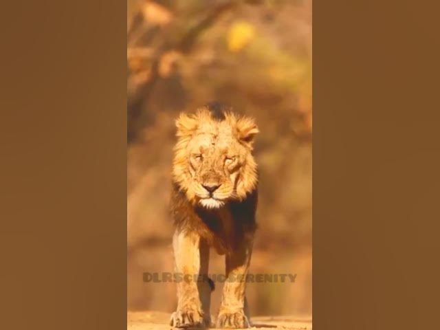 Video thumbnail for Brave King Walk Alone || Lion
