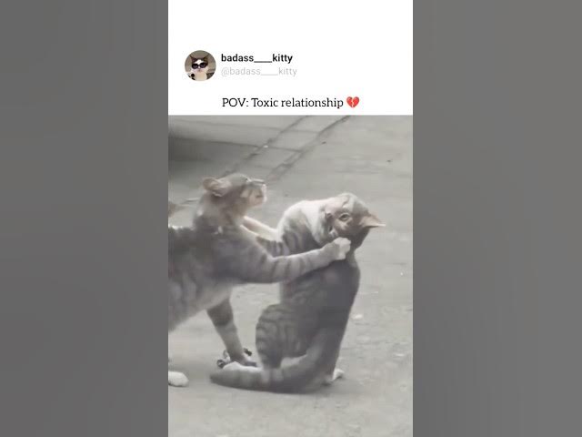 Video thumbnail for toxic relationship be like #memes #cats #relatable