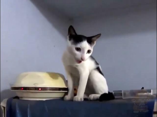 Video thumbnail for اصوات القطط تجميعه مميزه اصوات القطط صوت قطط مميزه