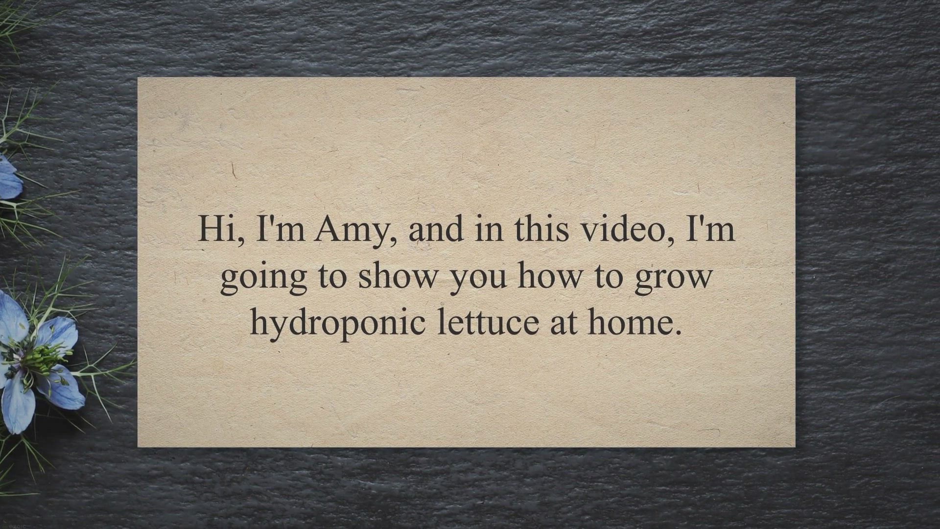 Video thumbnail for How to grow hydroponic lettuce at home