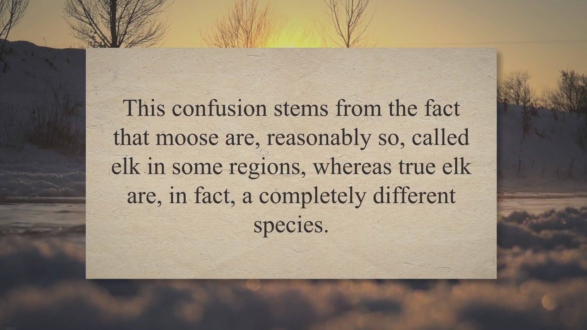 Video thumbnail for Moose vs Elk: Understanding the Contrasts