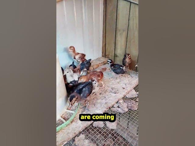 Video thumbnail for 3 Wk Old Chicks For Sale Sept 14, 26 #Shorts