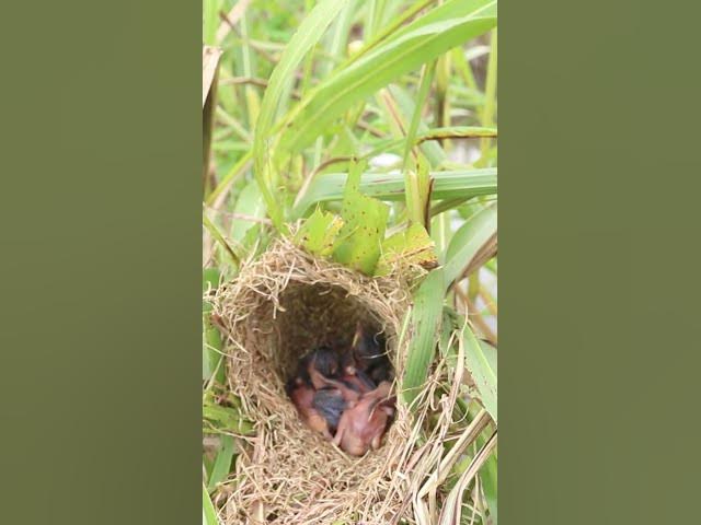 Video thumbnail for Babies bird cries eat EP#286 #babybird #shorts #birdslover #birdsounds #birds #birdslover #finch #fi