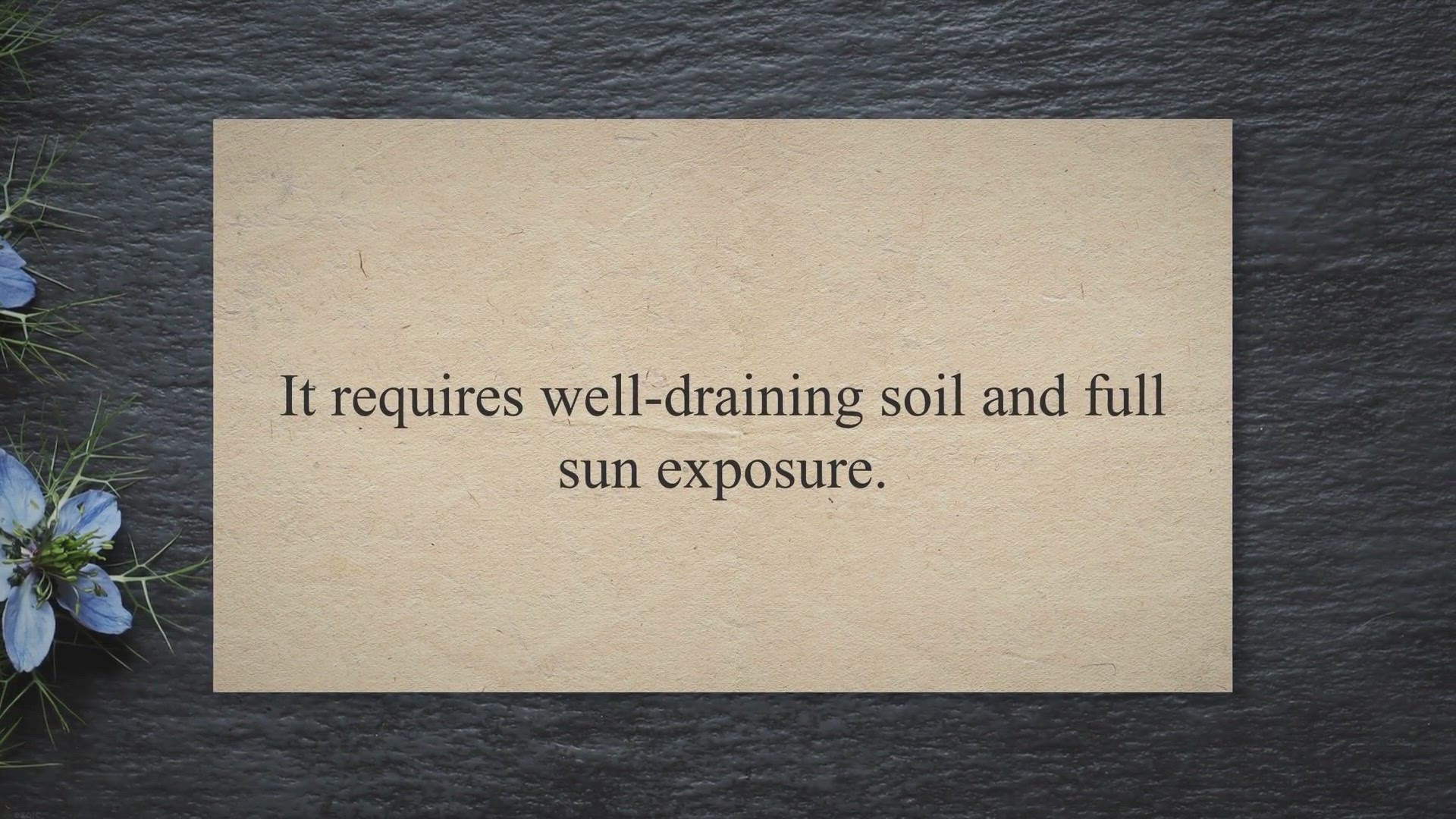 Video thumbnail for happy maroon peony