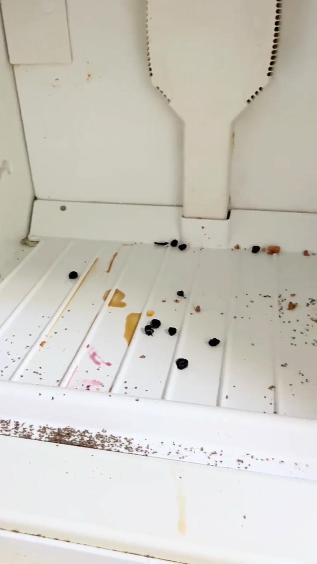 Video thumbnail for The MOST Satisfying fridge cleaning__ ✨ The smell was indescribable_ I_m so glad I got it so clean_(720P_60FPS)