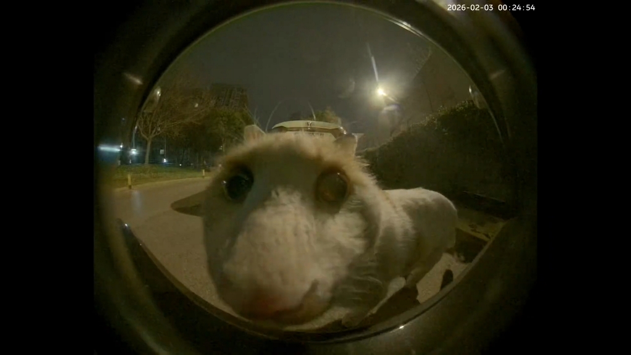 Video thumbnail for Curious Cat’s Hilarious Fisheye Stare in China