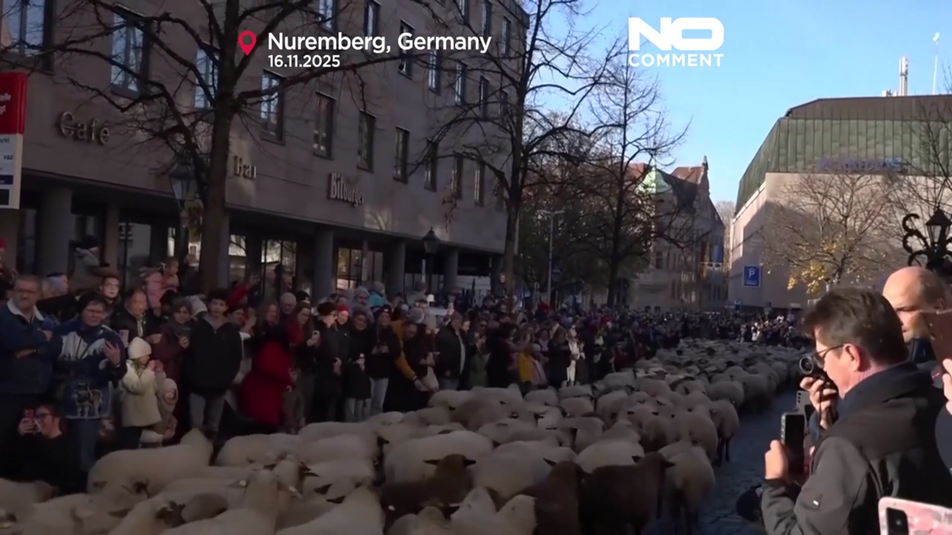 'Video thumbnail for Sheep herds move through German cities for winter pastures'