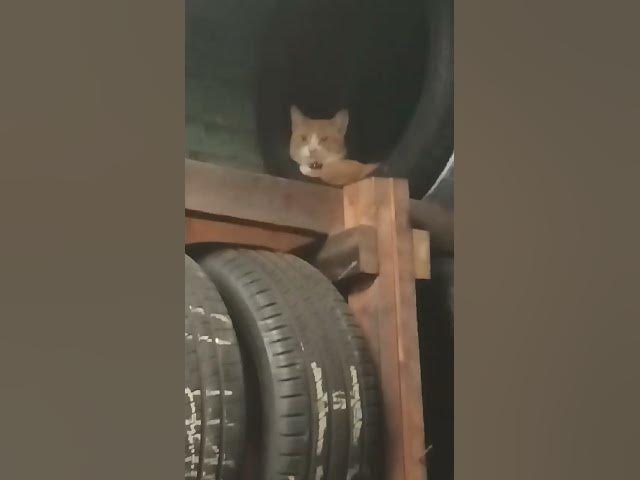 Video thumbnail for #remix #EL GERÓNIMO