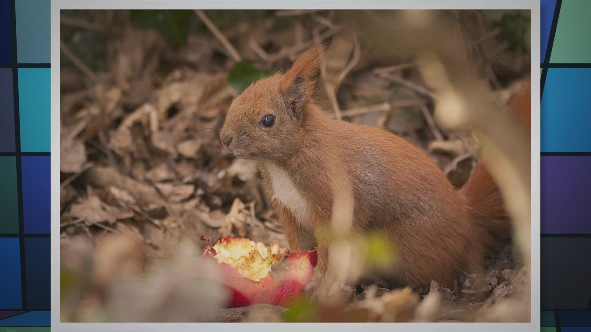 'Video thumbnail for Eat a Red Apple Day: Celebrating the Iconic Fruit'