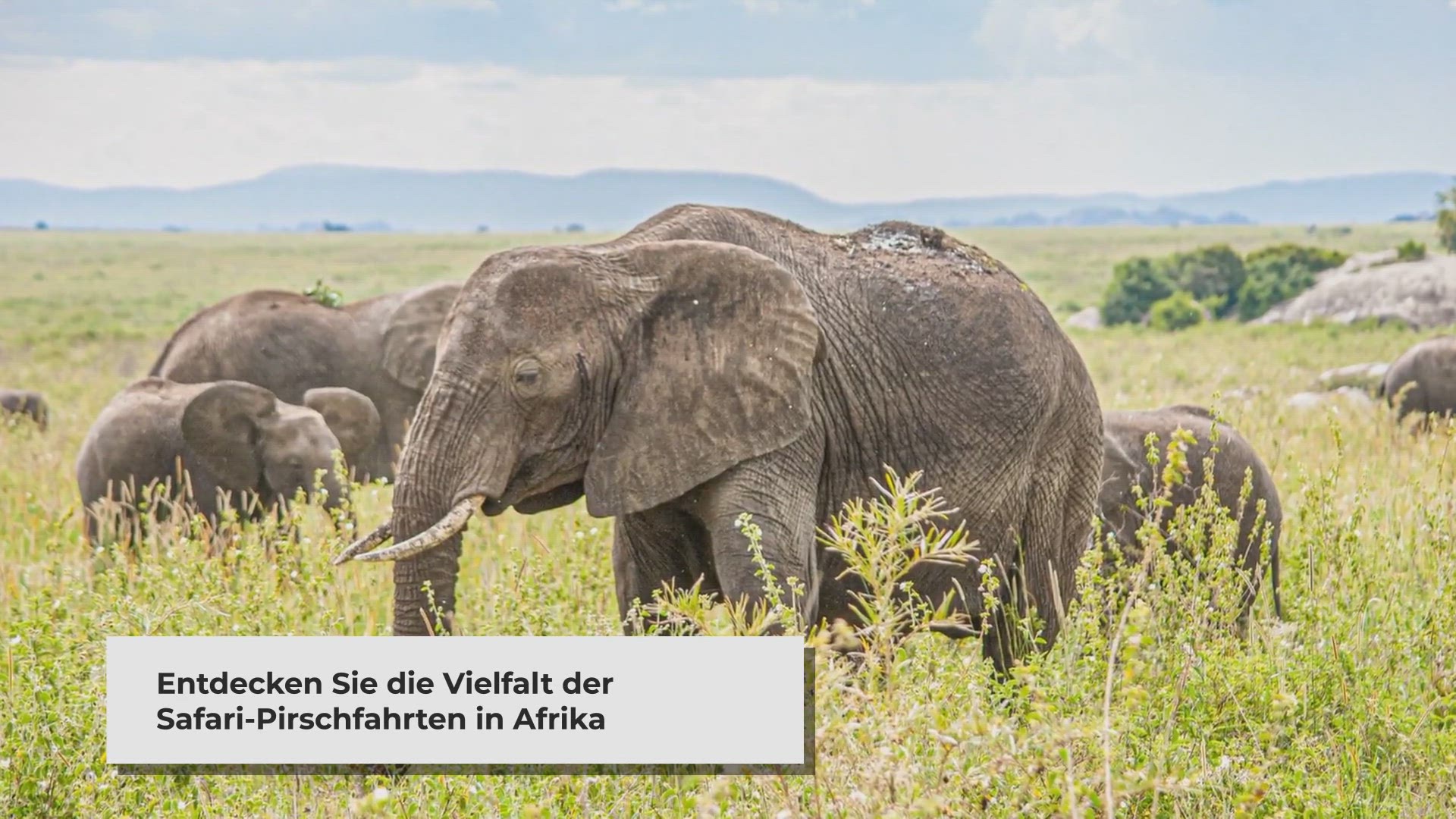 Video thumbnail for Welche Safari - Pirschfahrten werden unterschieden?