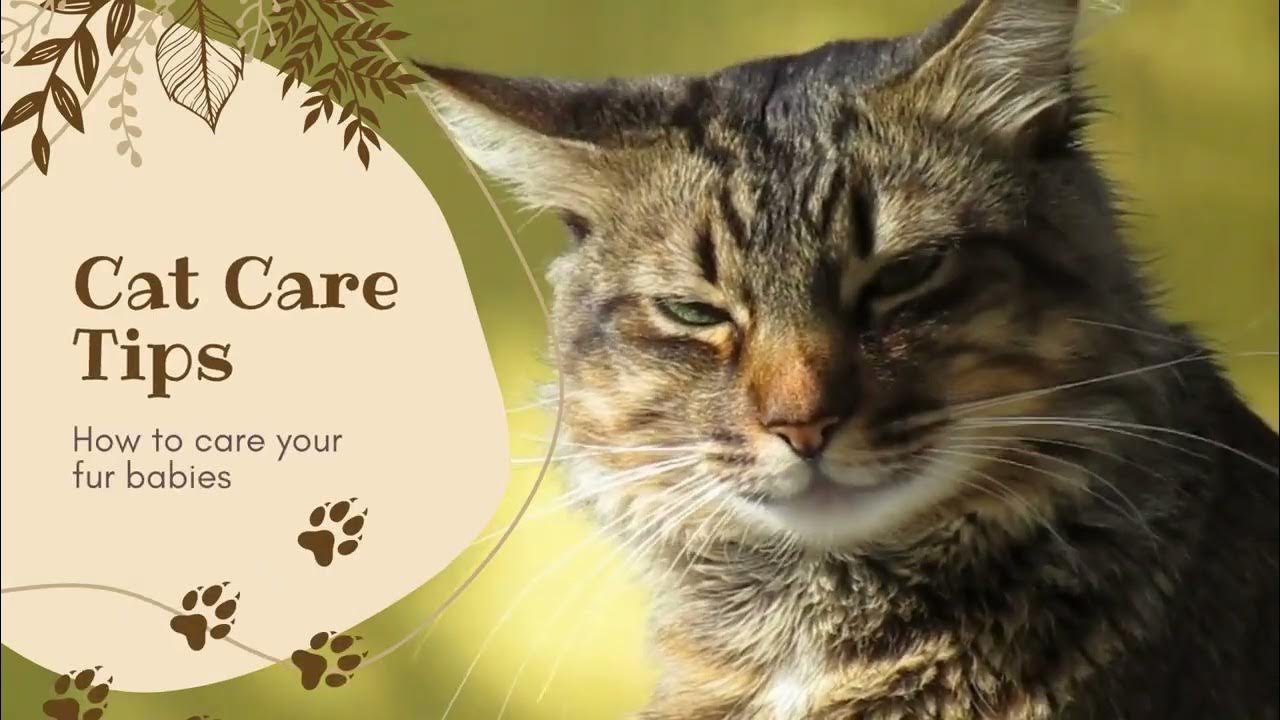 Video thumbnail for Embark on a journey to understand and care for our beloved pets