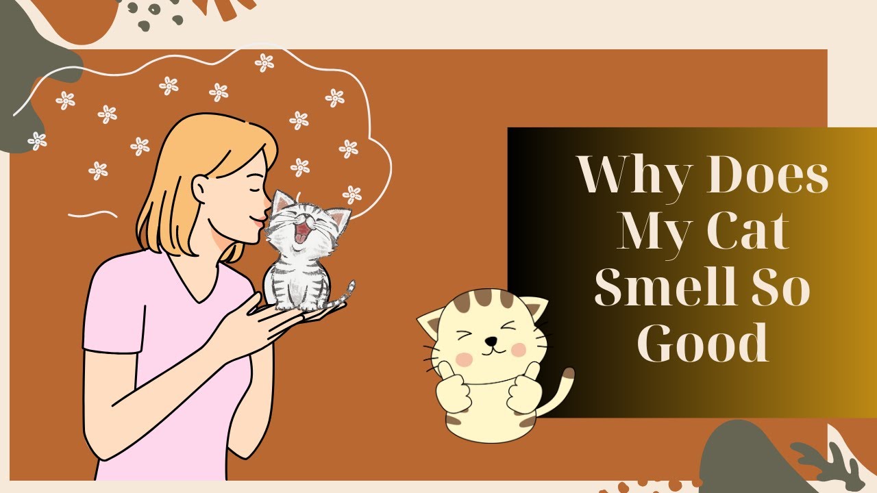 Video thumbnail for Why Does My Cat Smell So Good?