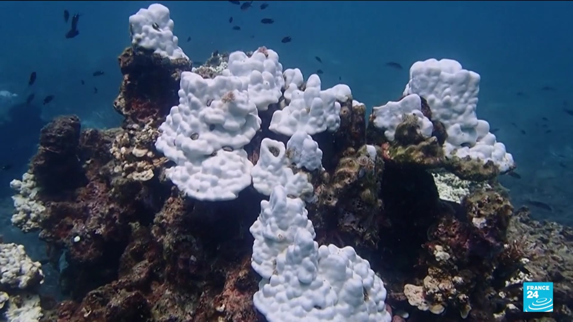 'Video thumbnail for Coral reefs under threat due to surge in global temperatures'