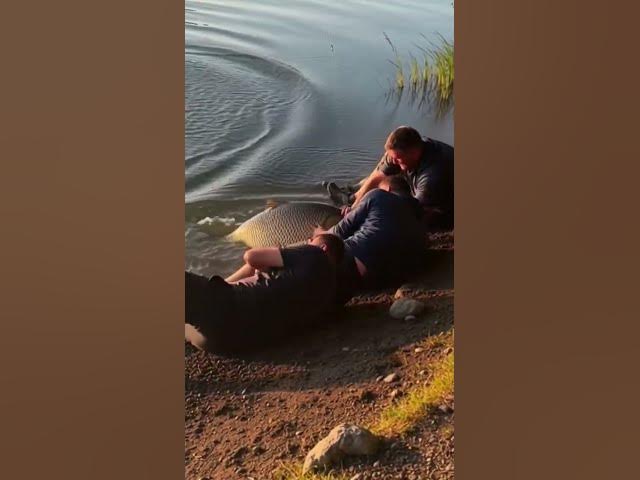 Video thumbnail for #Giant fish #viral