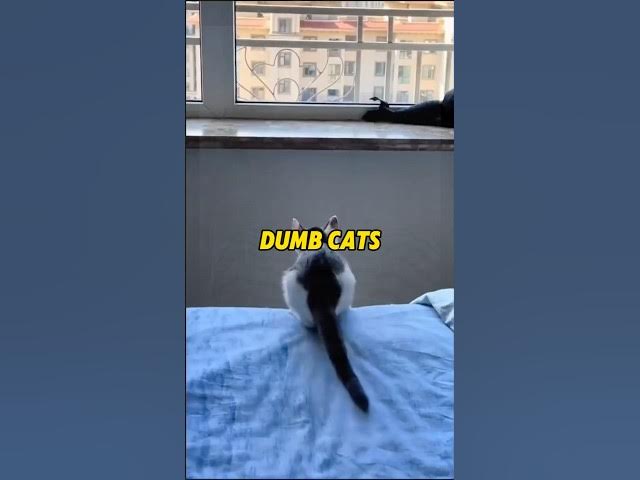 Video thumbnail for Dumbest Cats Ever Caught on Camera 😂 #funny #storymoment #viralvideos #memes #emotionalmoments