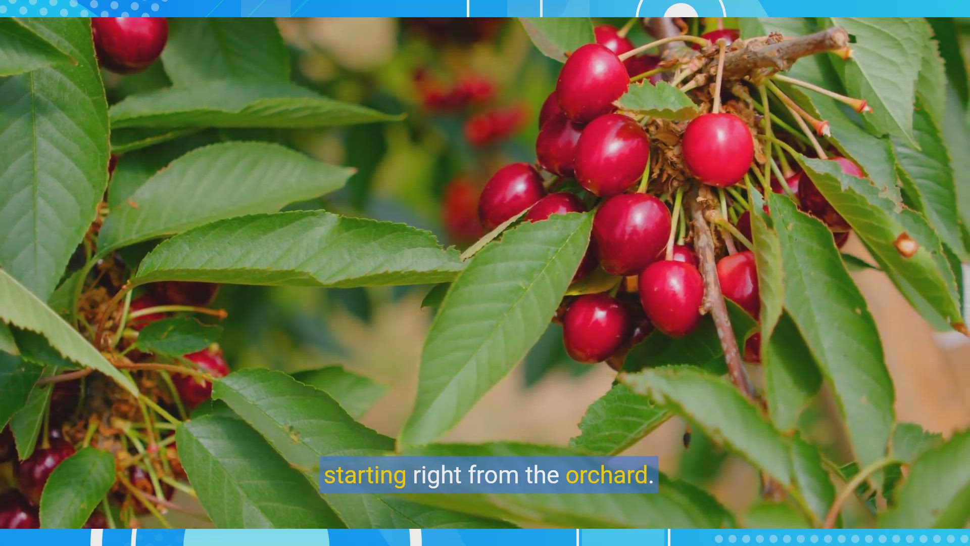 'Video thumbnail for From Farm to Table: Delicious Cherry Recipes Straight from the Orchard'