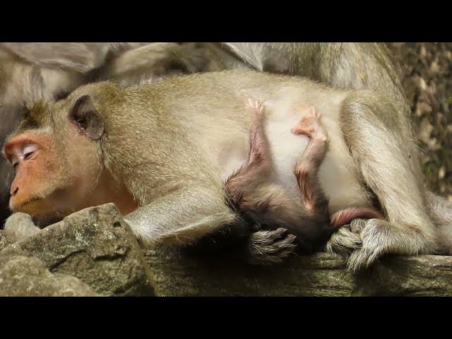Video thumbnail for Daily Baby life Monkey enjoying#monkeysr #babymonkey #wildlifeentertainment