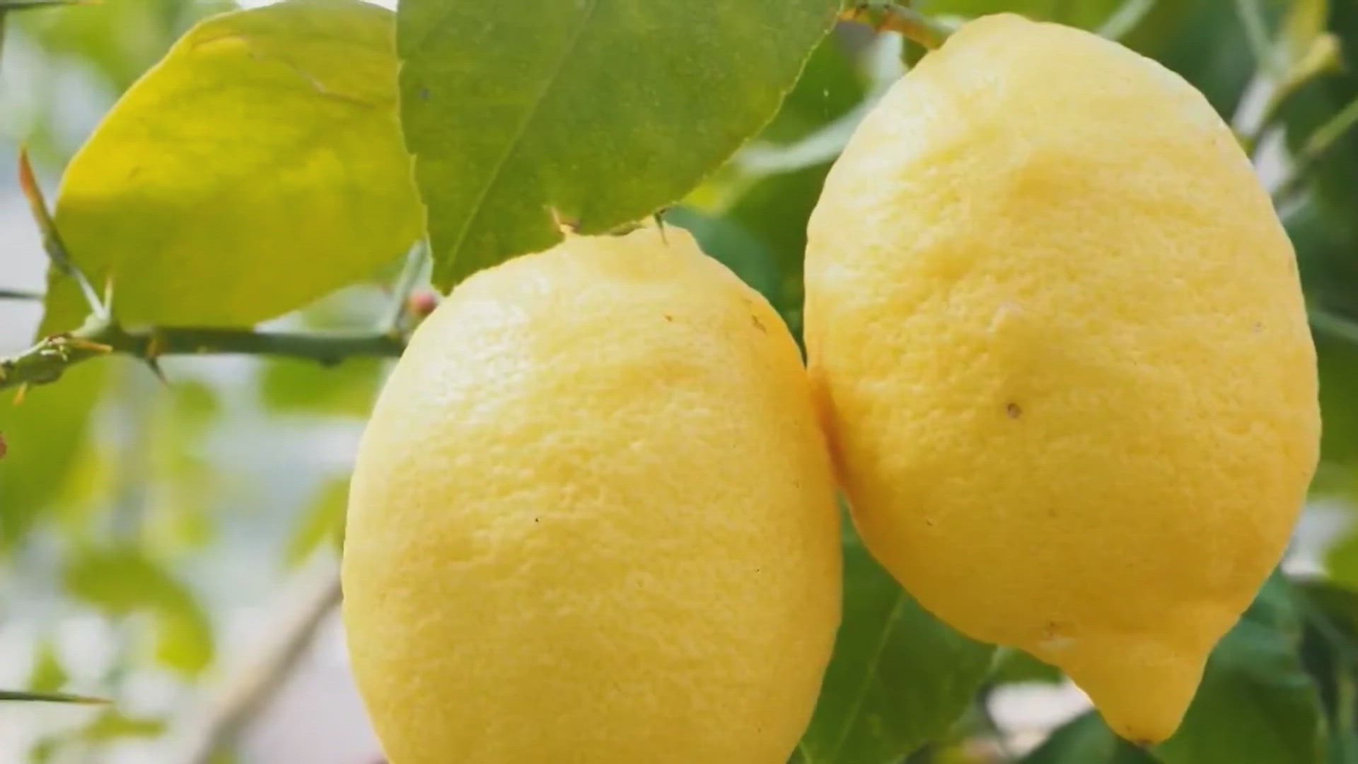 Video thumbnail for Boost Your Lemon Tree's Health with Companion Planting