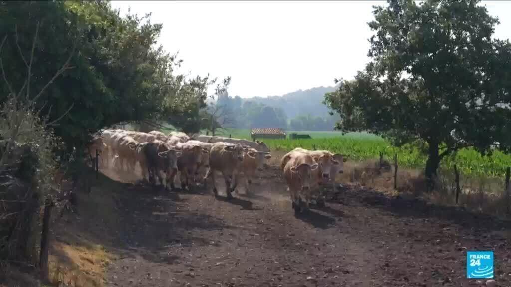 Video thumbnail for Climate-change driven heatwave brings uncertainty to French farmers