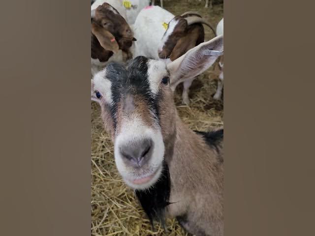 Video thumbnail for I went to the Detroit farmer.You see how beautiful and graceful these goats and sheep.!!!