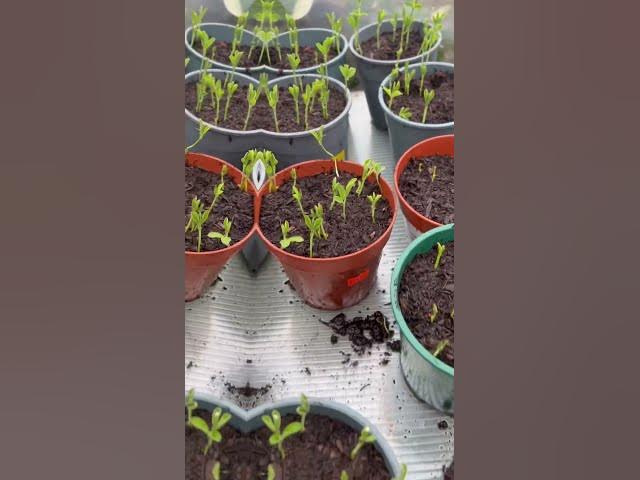 Video thumbnail for Starting 2023 off well at the allotment garden #shorts #flowers #growyourownfood