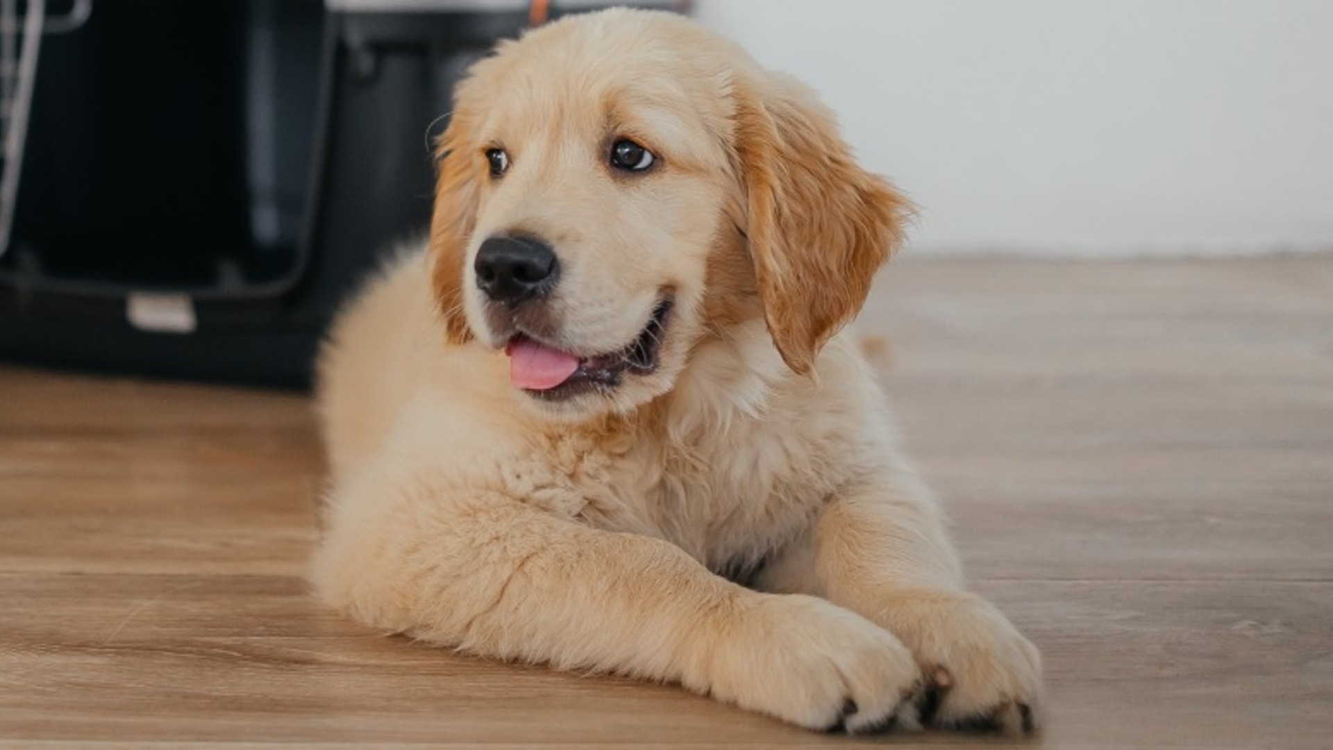 Video thumbnail for Flying With A Puppy? Essential Tips Every Dog Owner Should Know