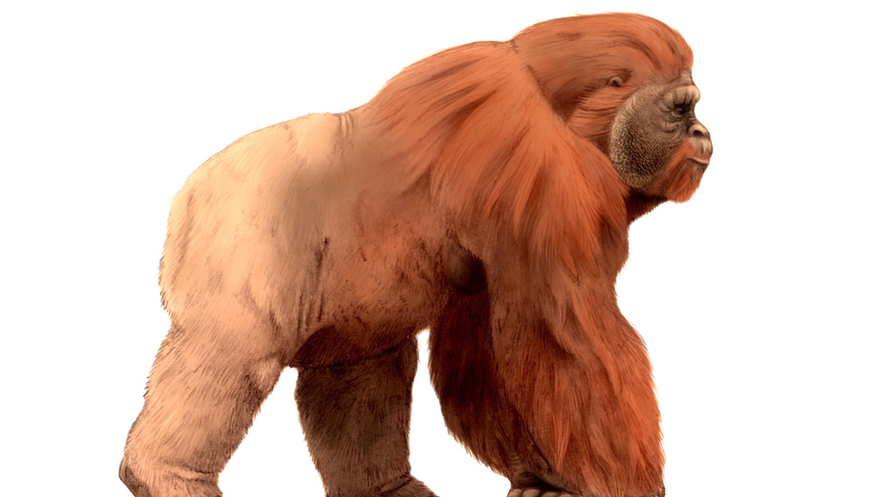 Video thumbnail for Gigantopithecus blacki: Why the Largest Ape Went Extinct