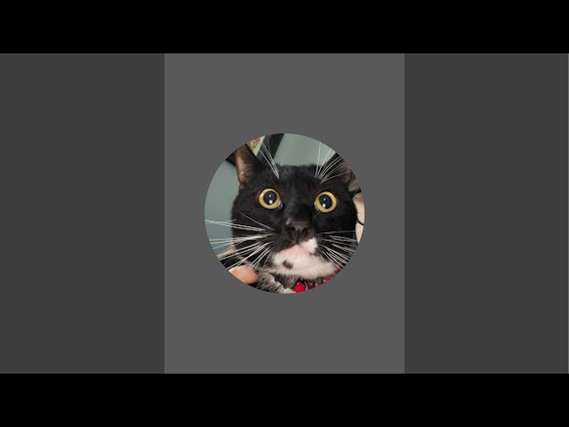 Video thumbnail for We are live outside