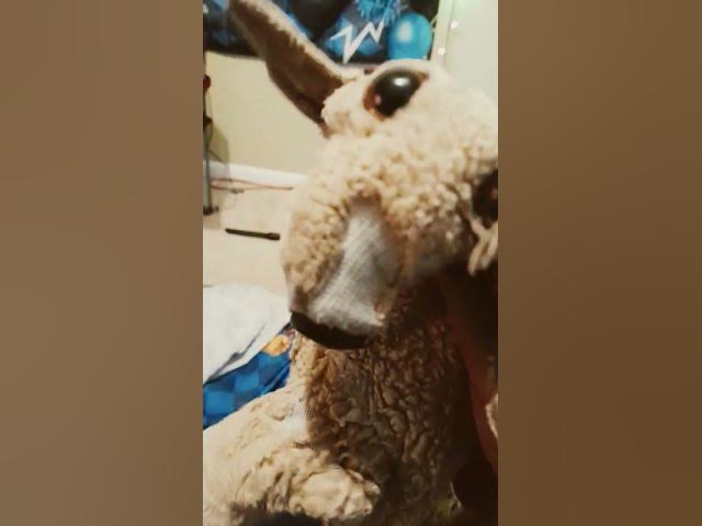 Video thumbnail for doge does not know this dog #comedy #memes #furr #furrys #funny