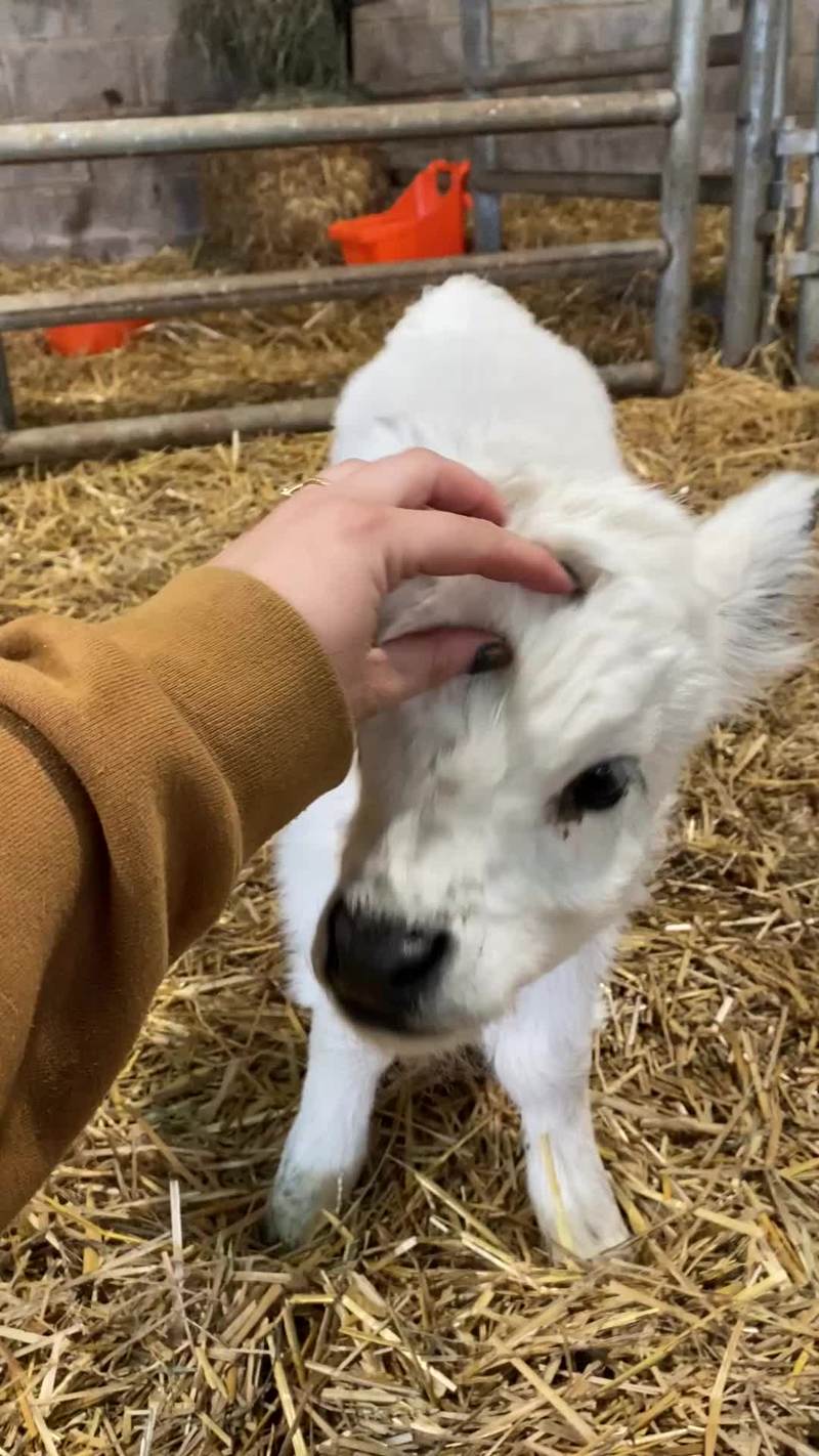 Video thumbnail for Fluffy White Calf Enjoying Gentle Head Scratches