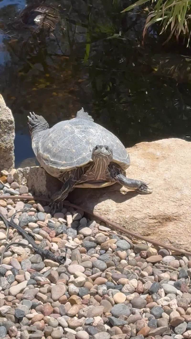 Video thumbnail for Rescue Red Ear Slider Basking in the Summer Sun