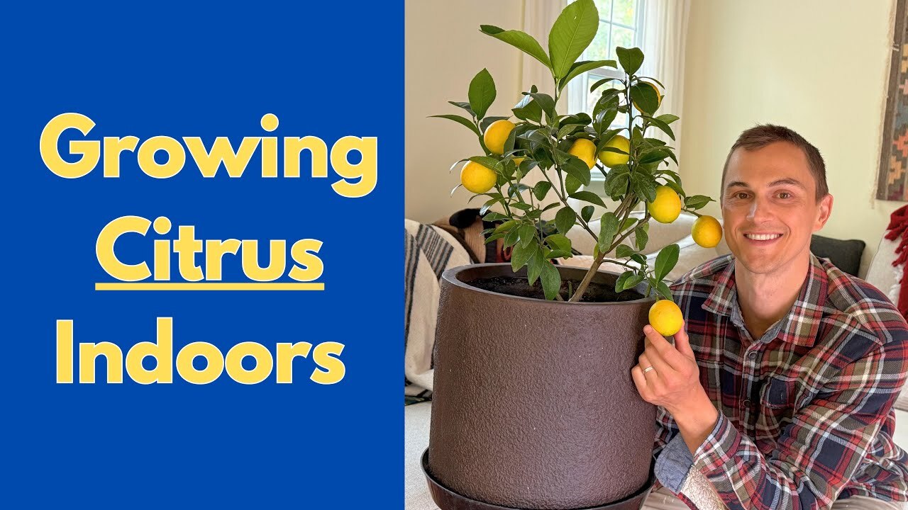 Video thumbnail for How to Grow LEMONS Indoors / Outdoors in Containers (& Limes, Oranges)
