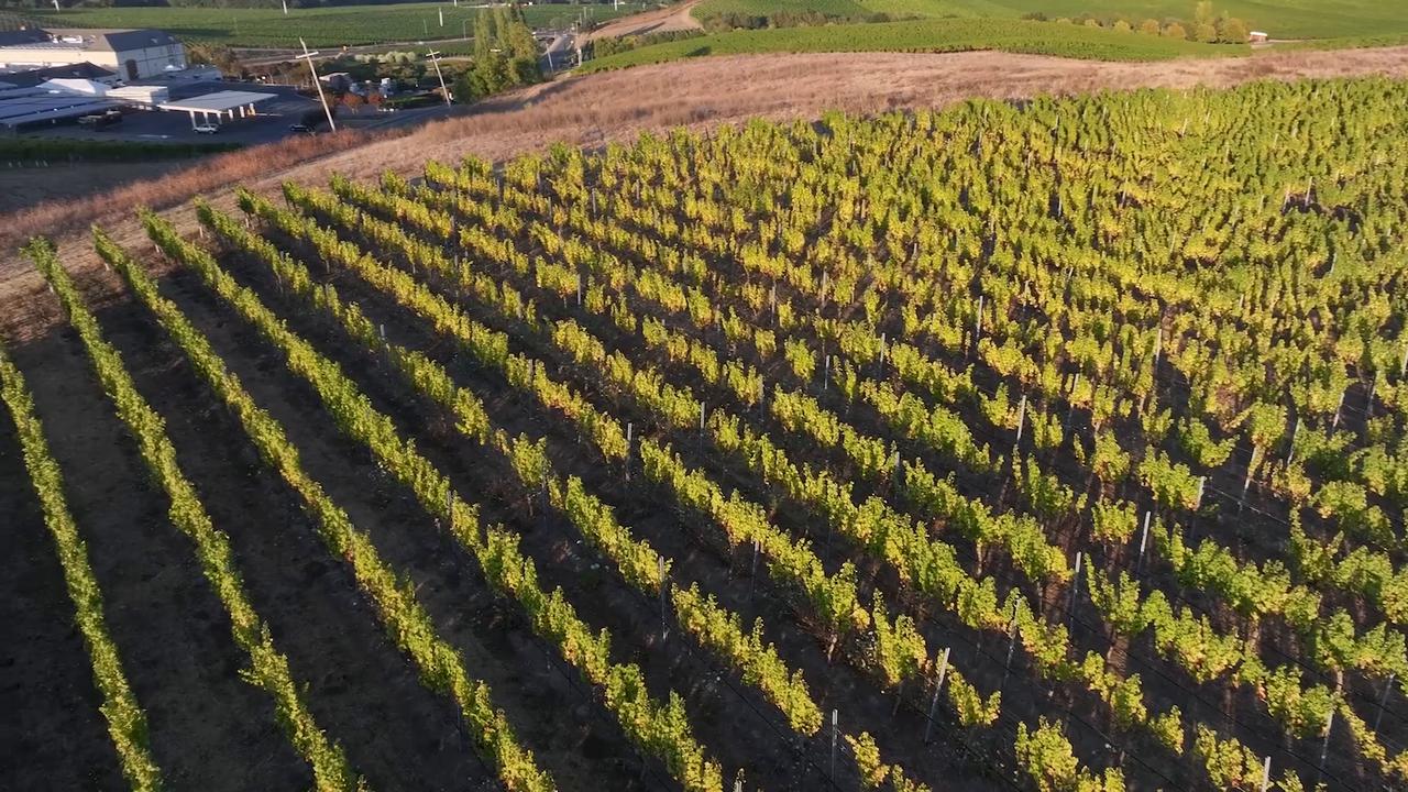 Video thumbnail for US: Vineyards stretch across California's Napa Valley.