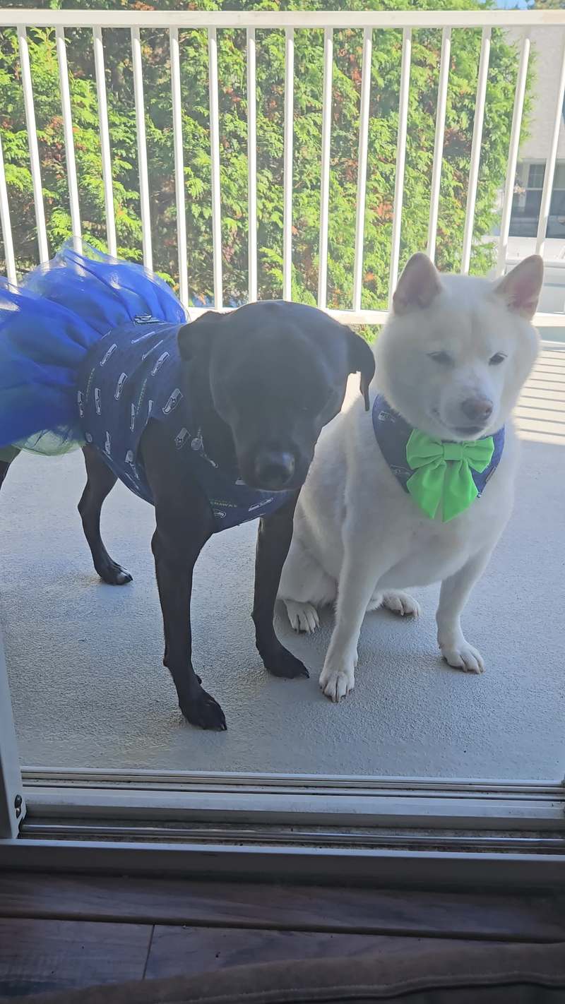 Video thumbnail for Seahawks Superfans Waiting at the Patio Door