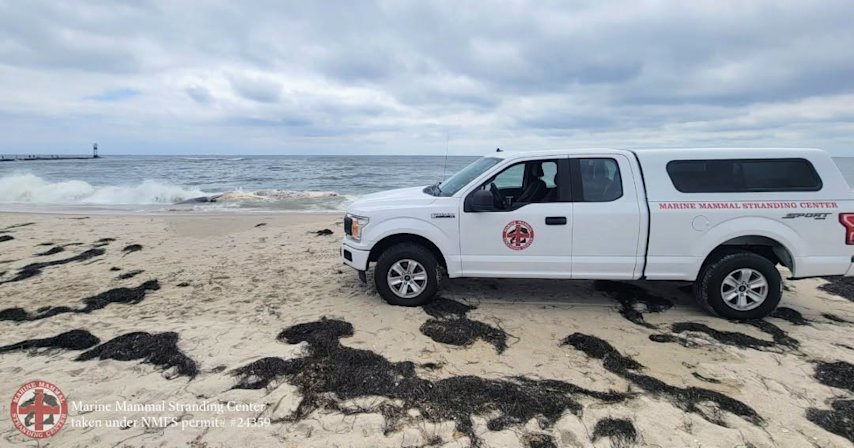 Video thumbnail for Deceased whale spotted floating off LBI