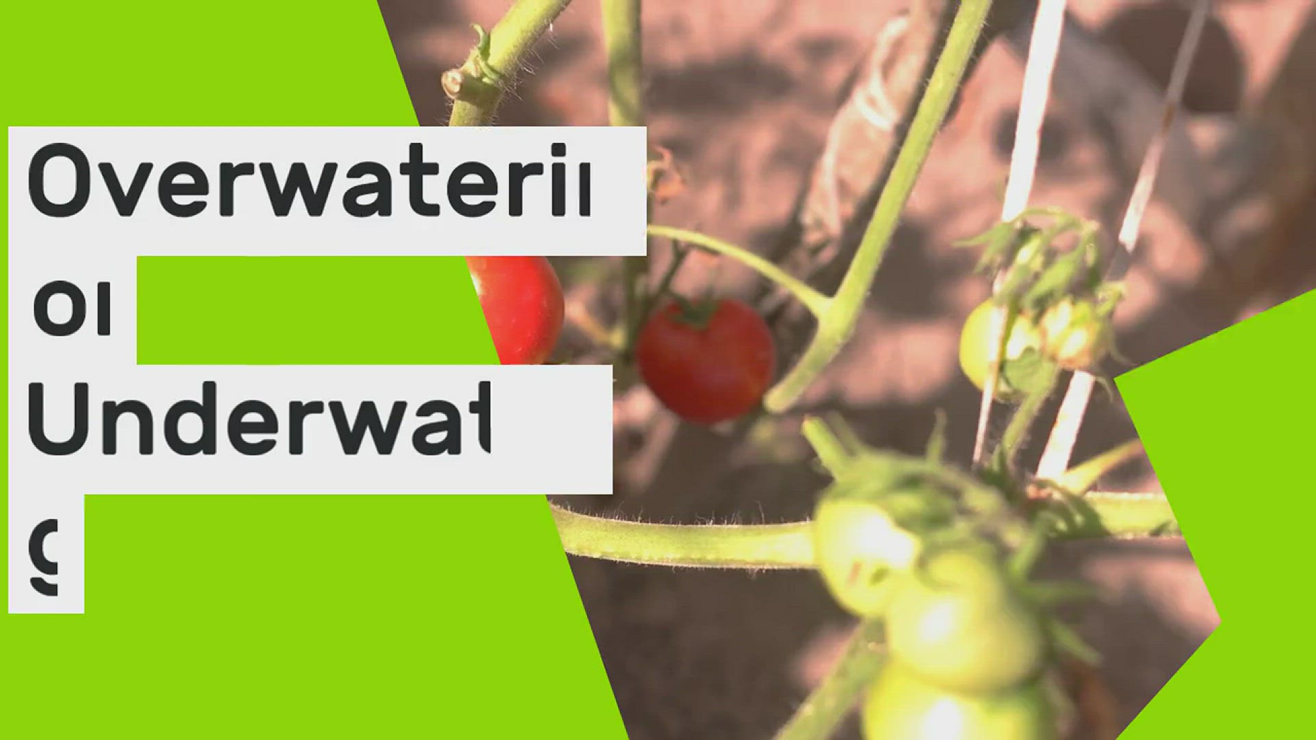 Video thumbnail for Corn Plant (Dracaena) Leaves turning Yellow & Brown & How To Treat