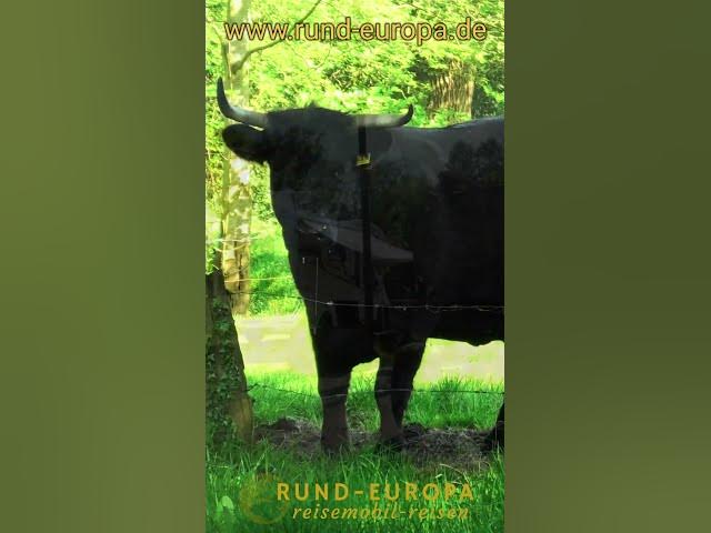 Video thumbnail for StellplatzTipp - bei den black welsh Rindern in Ekern #landvergnügen #wohnmobil #wohnmobilstellplatz