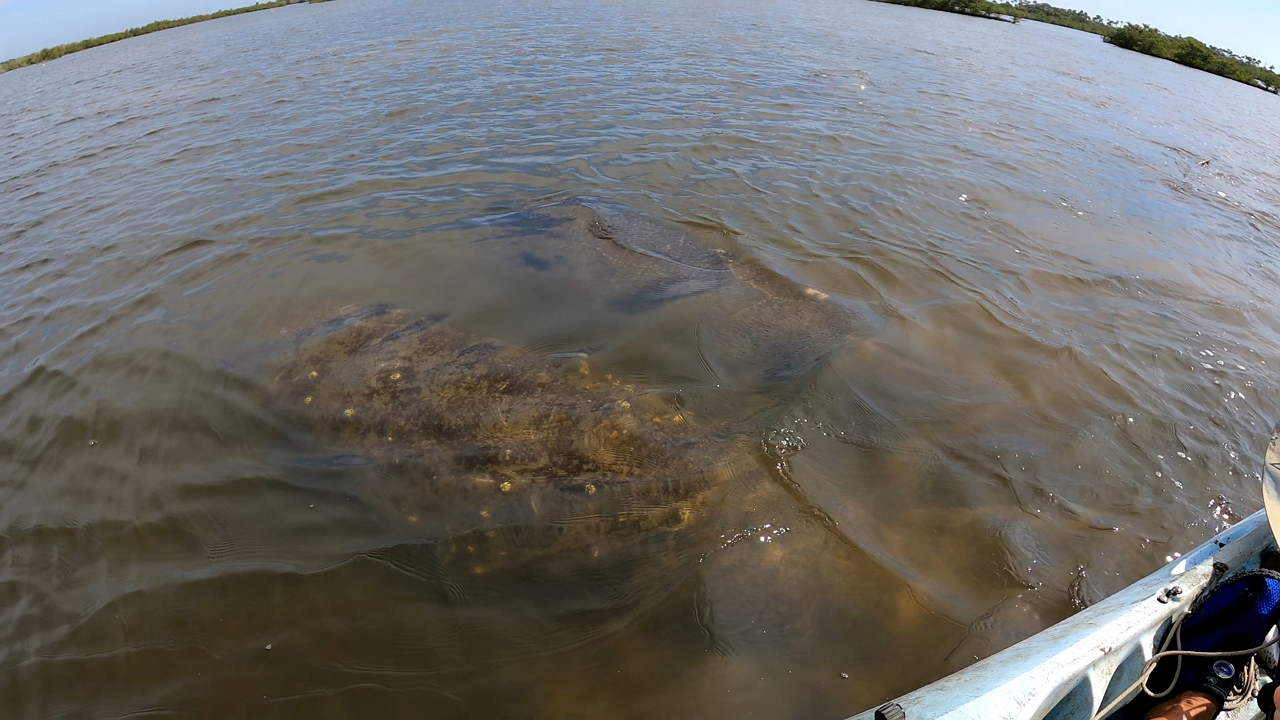 Video thumbnail for Kayaker Surprised by Playful Manatees in Florida