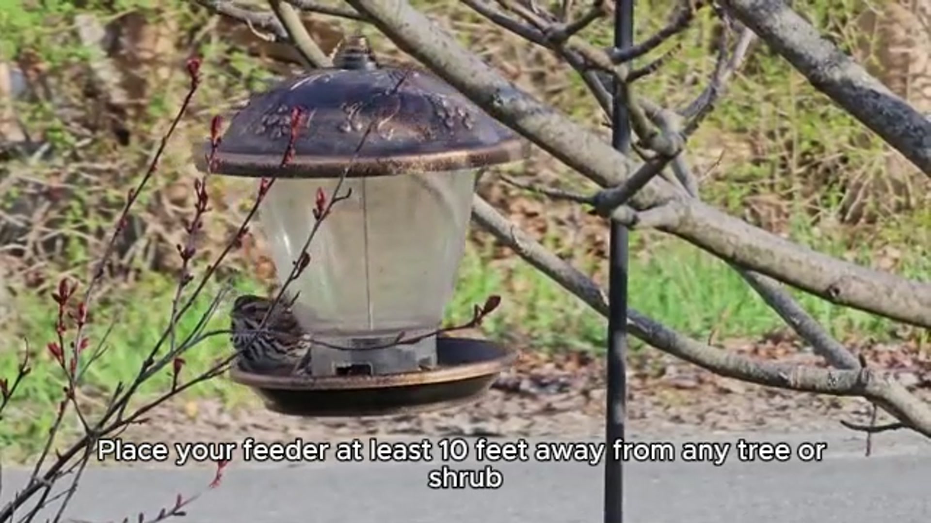 Video thumbnail for Bird feeder placements