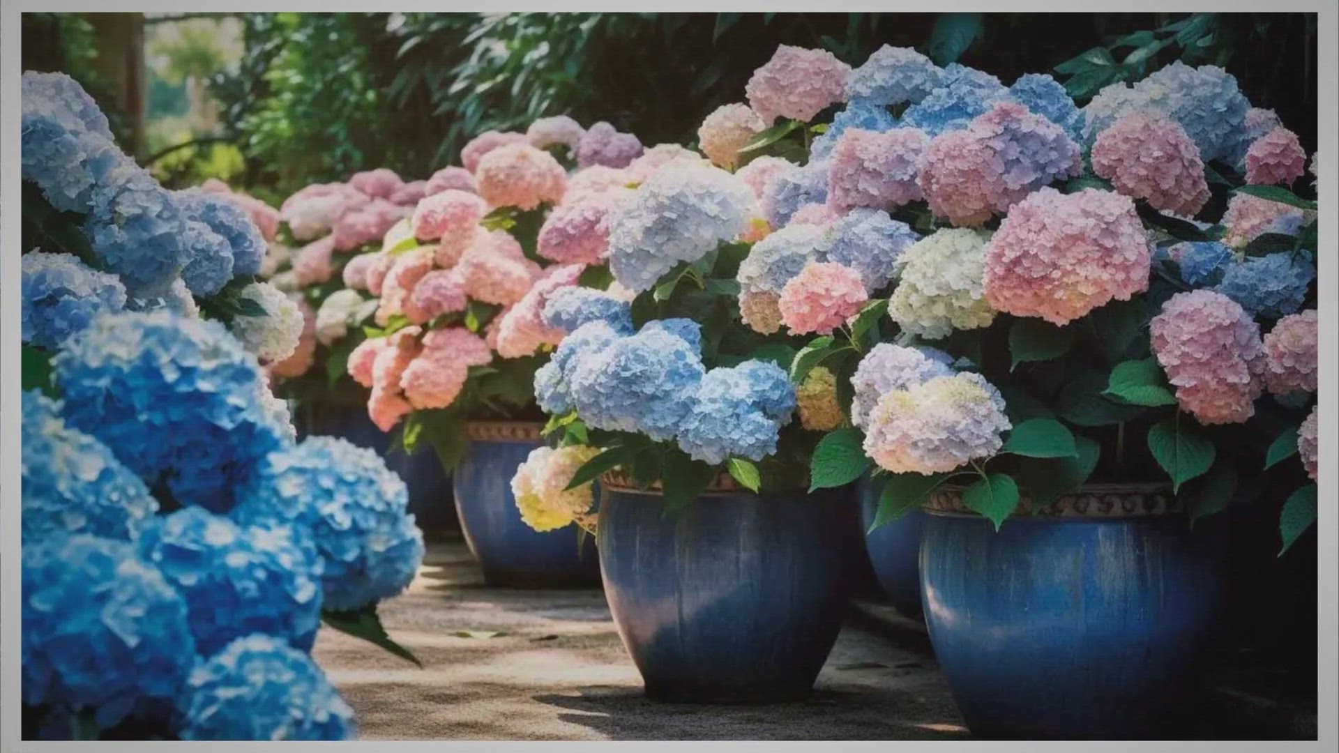 Video thumbnail for Comment faire pousser des hortensias en pot : Le guide complet