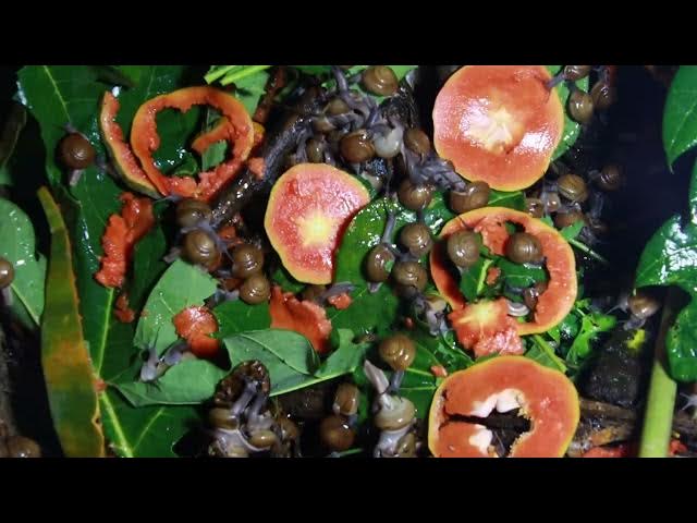 🐌 Snails, 🐌 snial alot eating papaya fruits now 🦈 | 𝑴𝒆𝒕𝒉𝒐𝒅𝒔 #𝟗𝟔9042