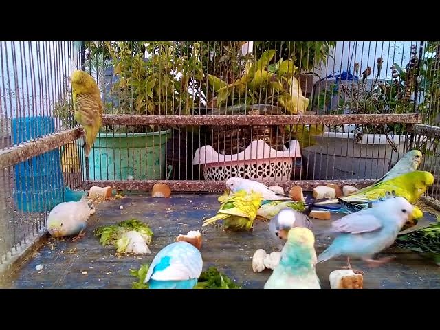 Video thumbnail for セキセイインコを飼う前に知っておきたい注意点