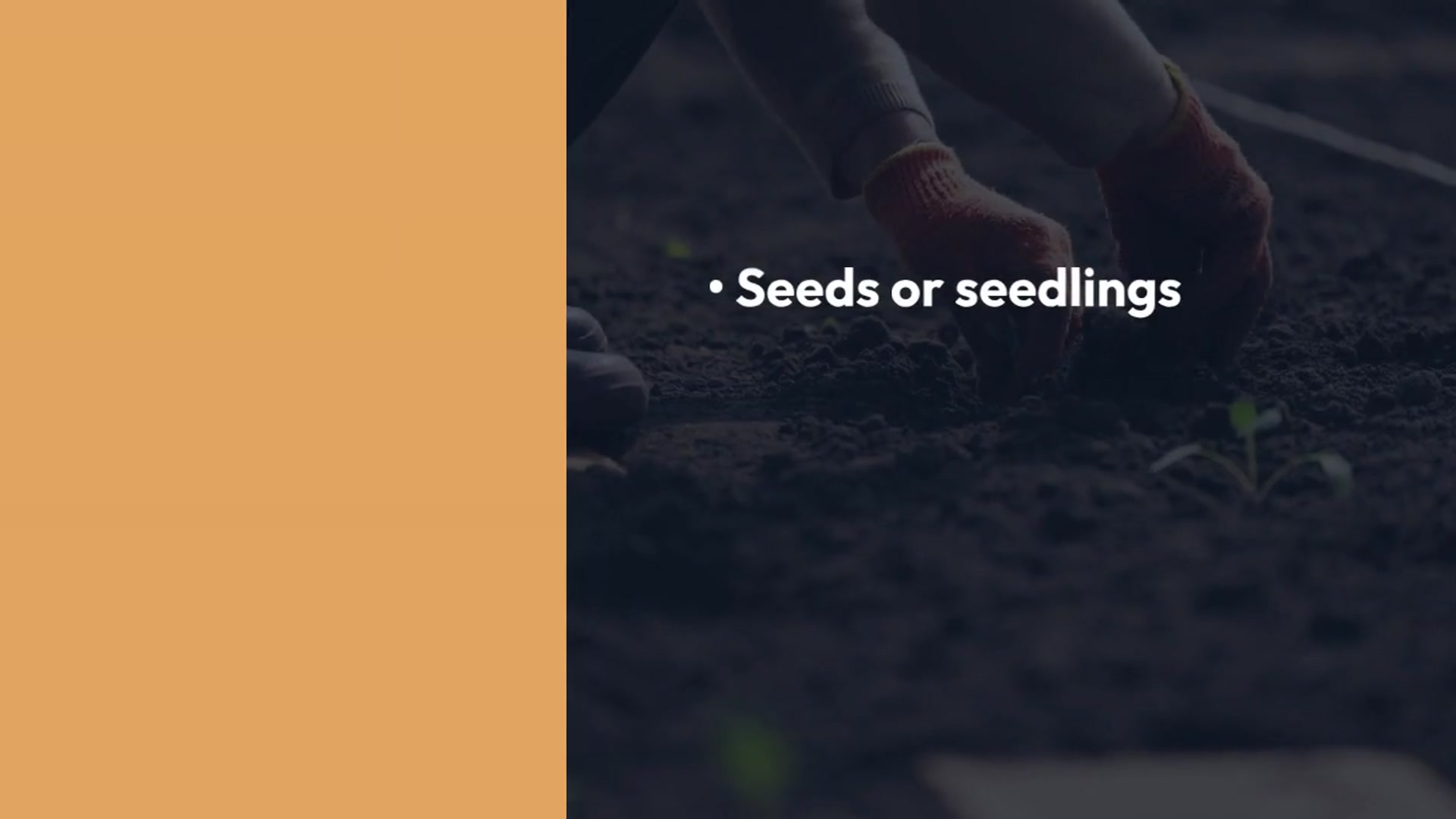 Video thumbnail for Growing Leafy Greens Indoors