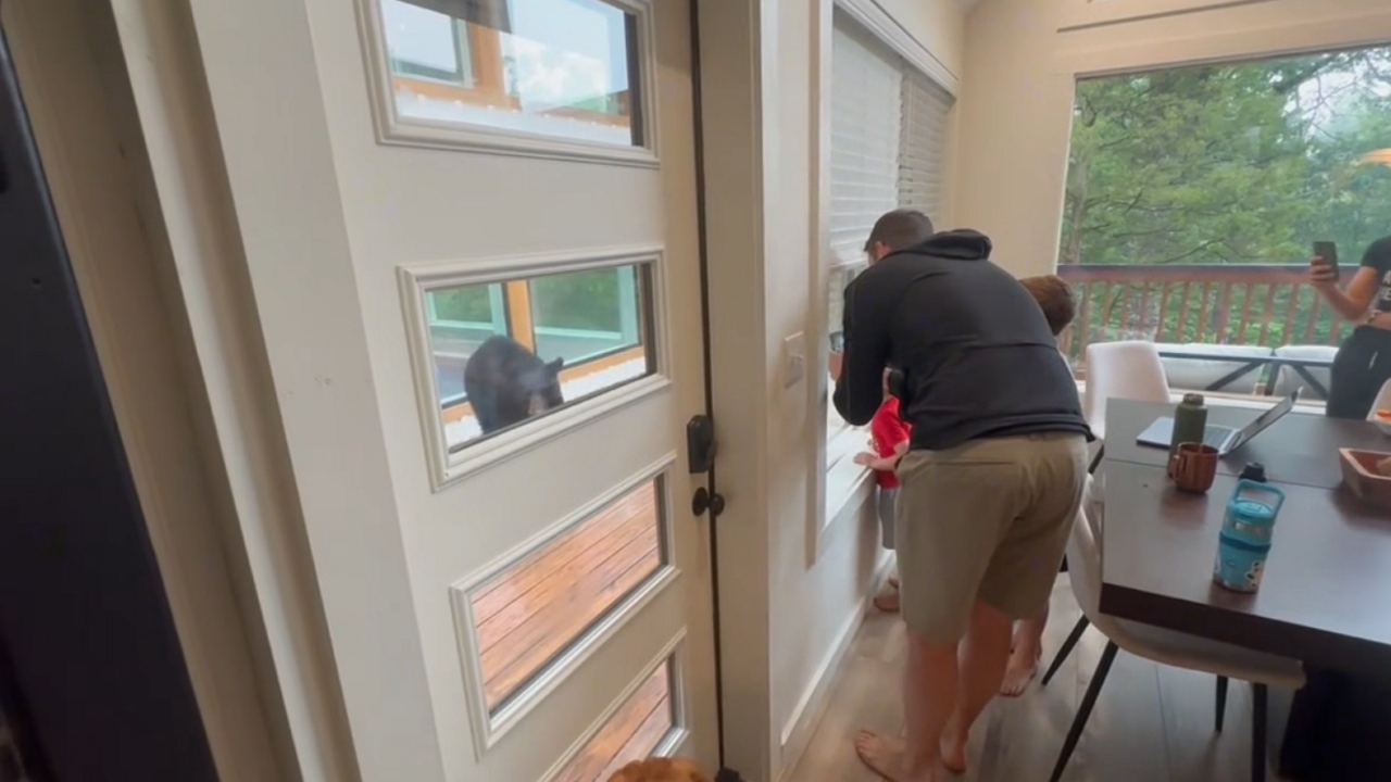 Video thumbnail for Bear encounters humans in Sevierville, Tennessee, sparking curiosity