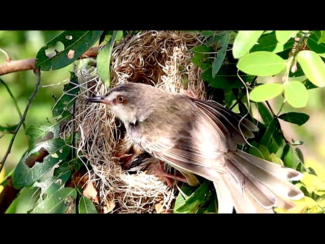 Video thumbnail for THe Nest-Bound Nibbler: Baby Bird's Hunger Pains