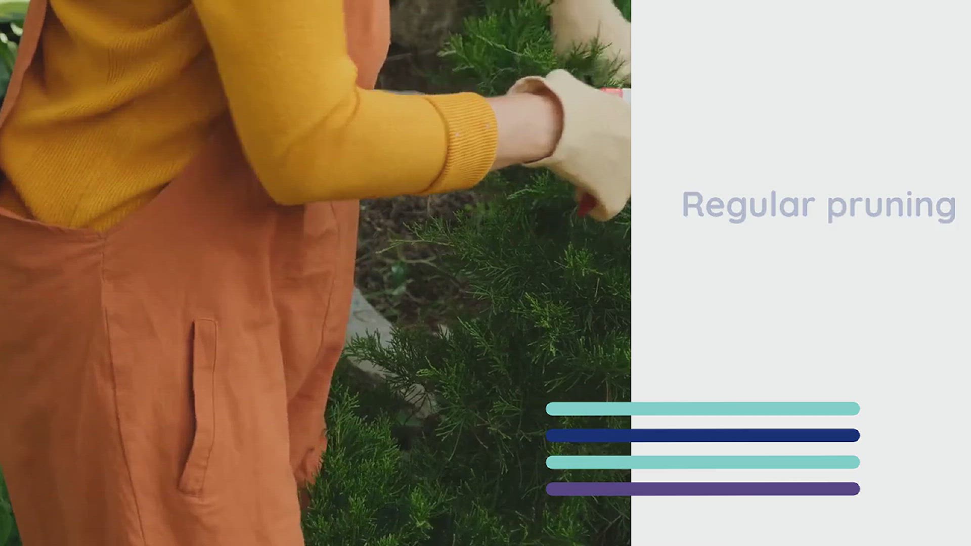 'Video thumbnail for How to Control Butterfly Bush'